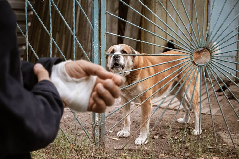 Dog bit hand of stranger.